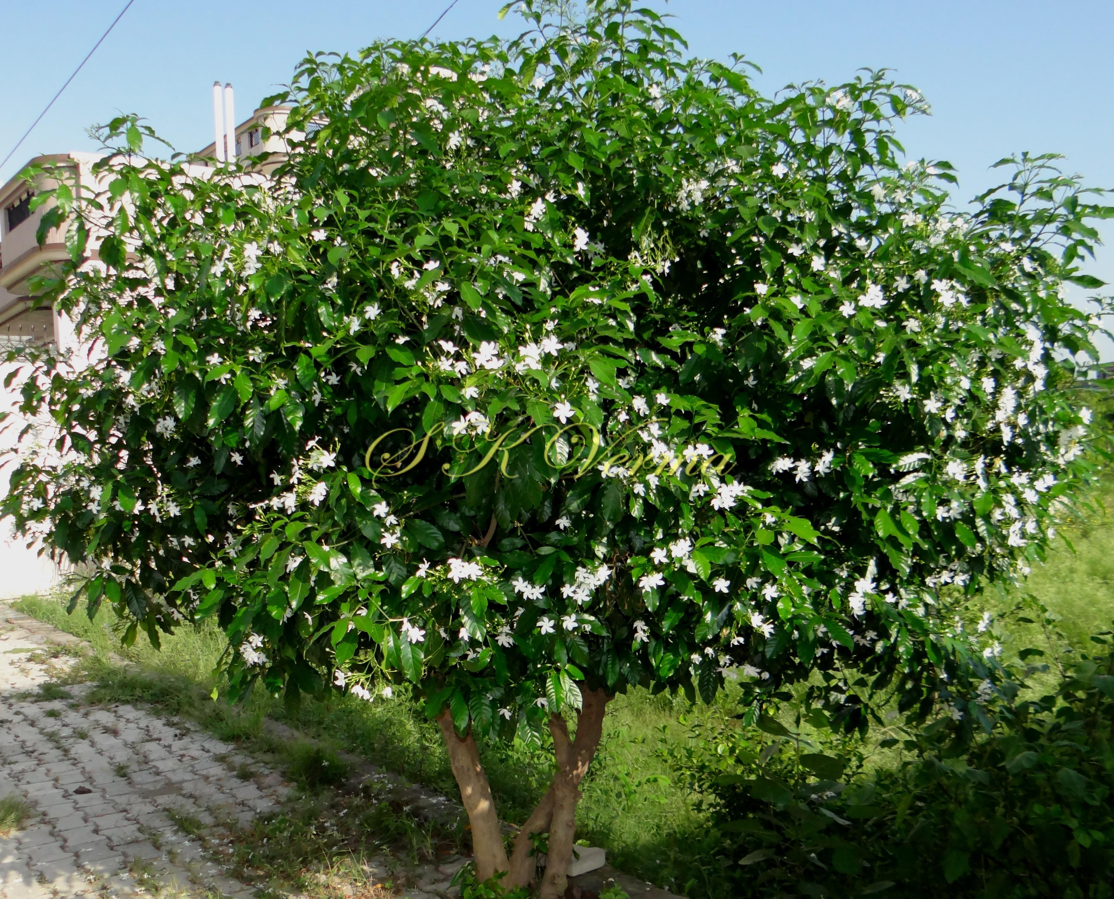Tabernaemontana divaricata